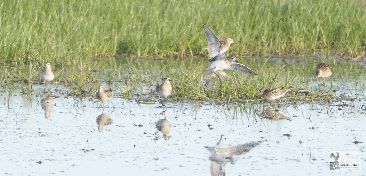 Marsh Sandpiper - ML645682276