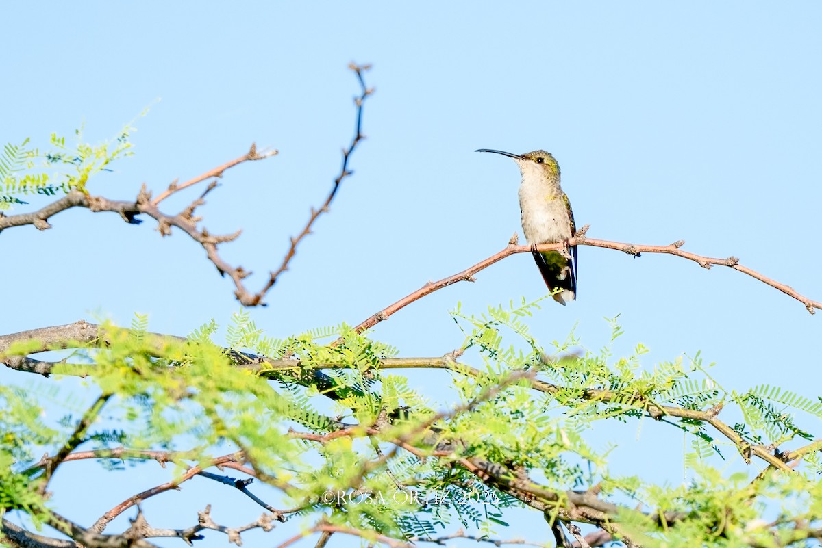 Puerto Rican Mango - ML645682277