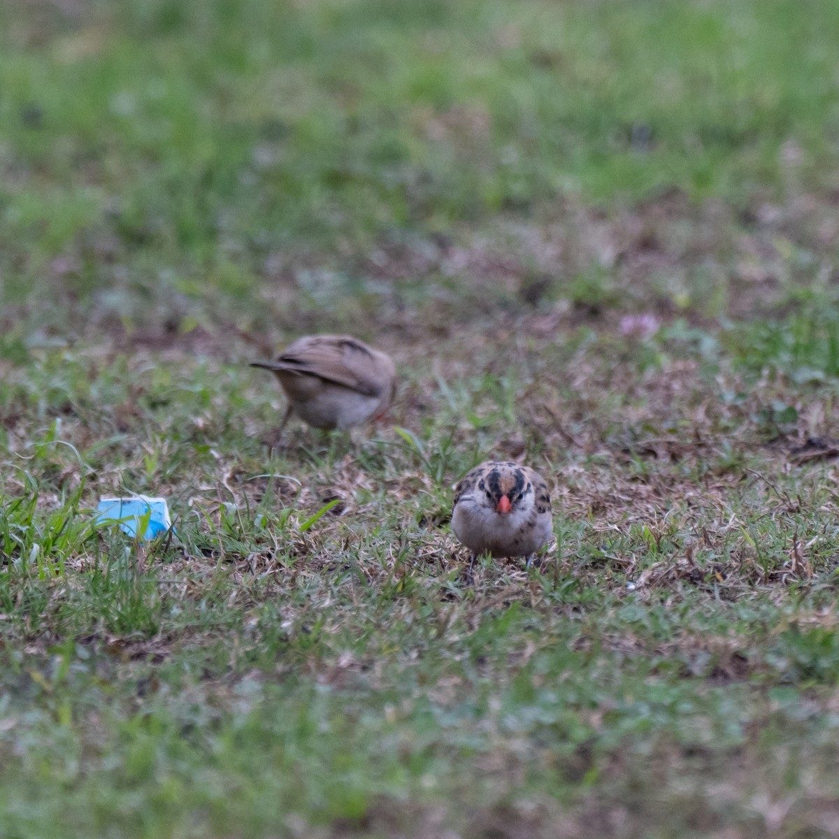 Pin-tailed Whydah - ML645682279