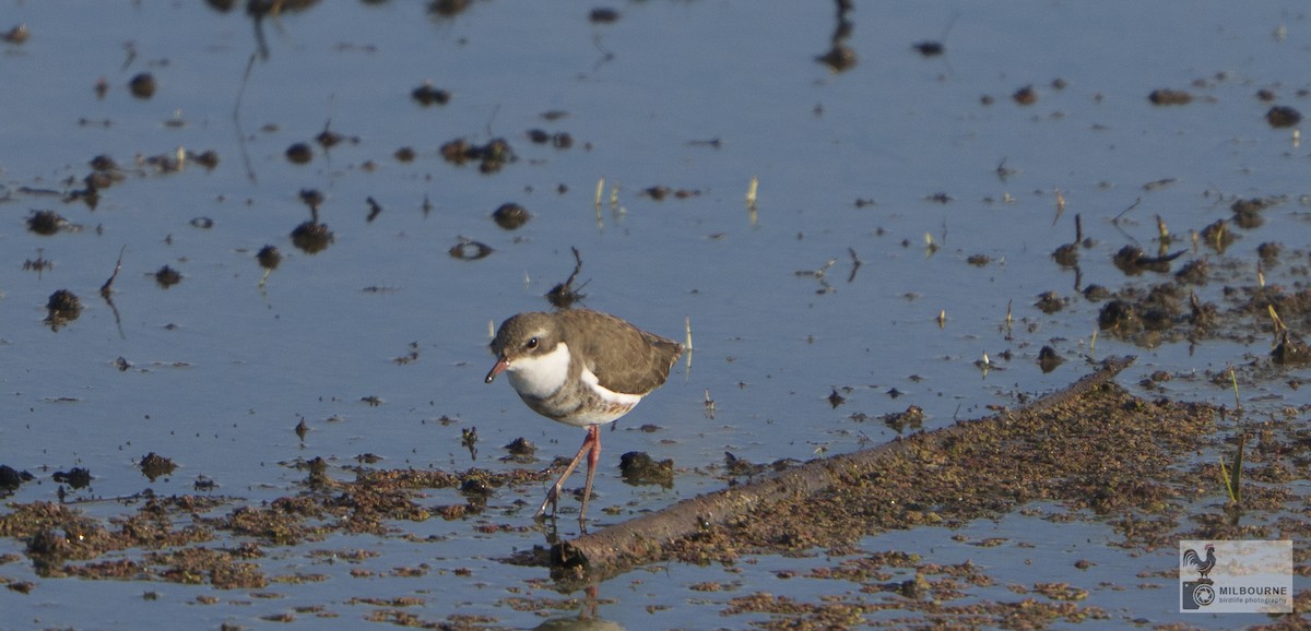 Red-kneed Dotterel - ML645682280
