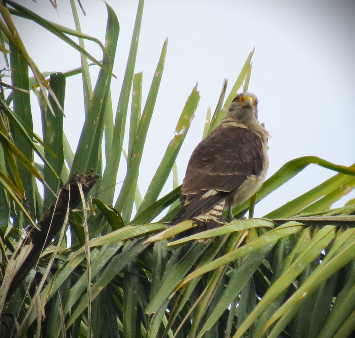 Yellow-headed Caracara - ML645682285