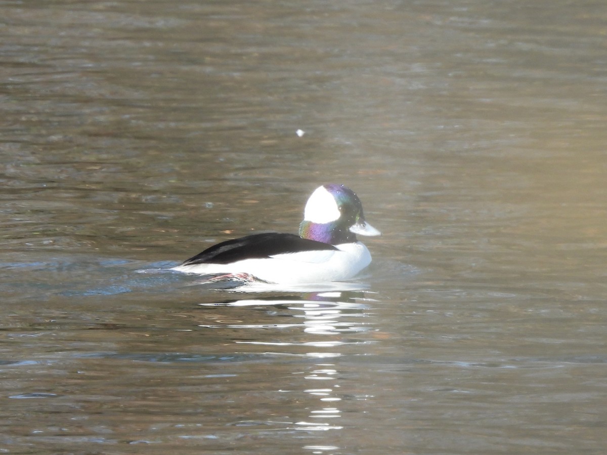 Bufflehead - ML645682286