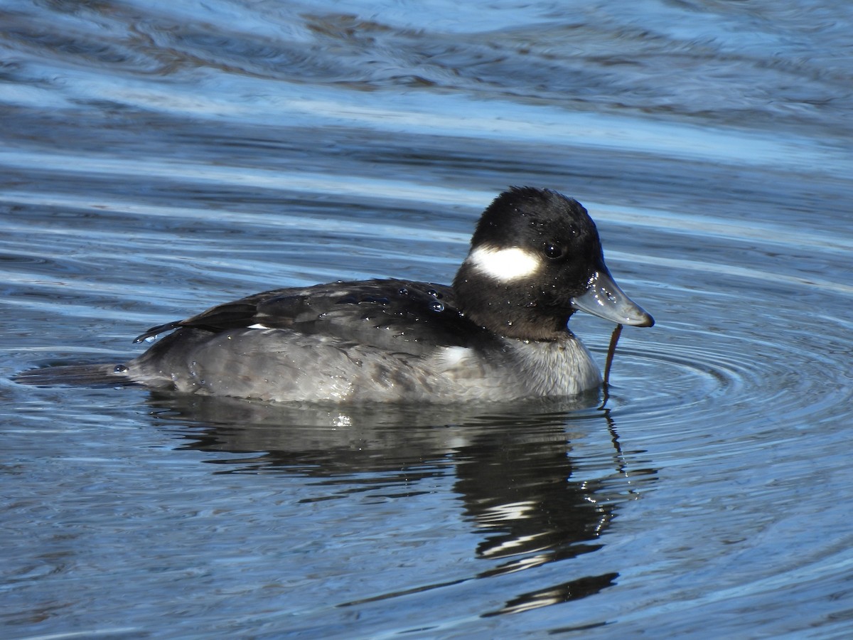 Bufflehead - ML645682287