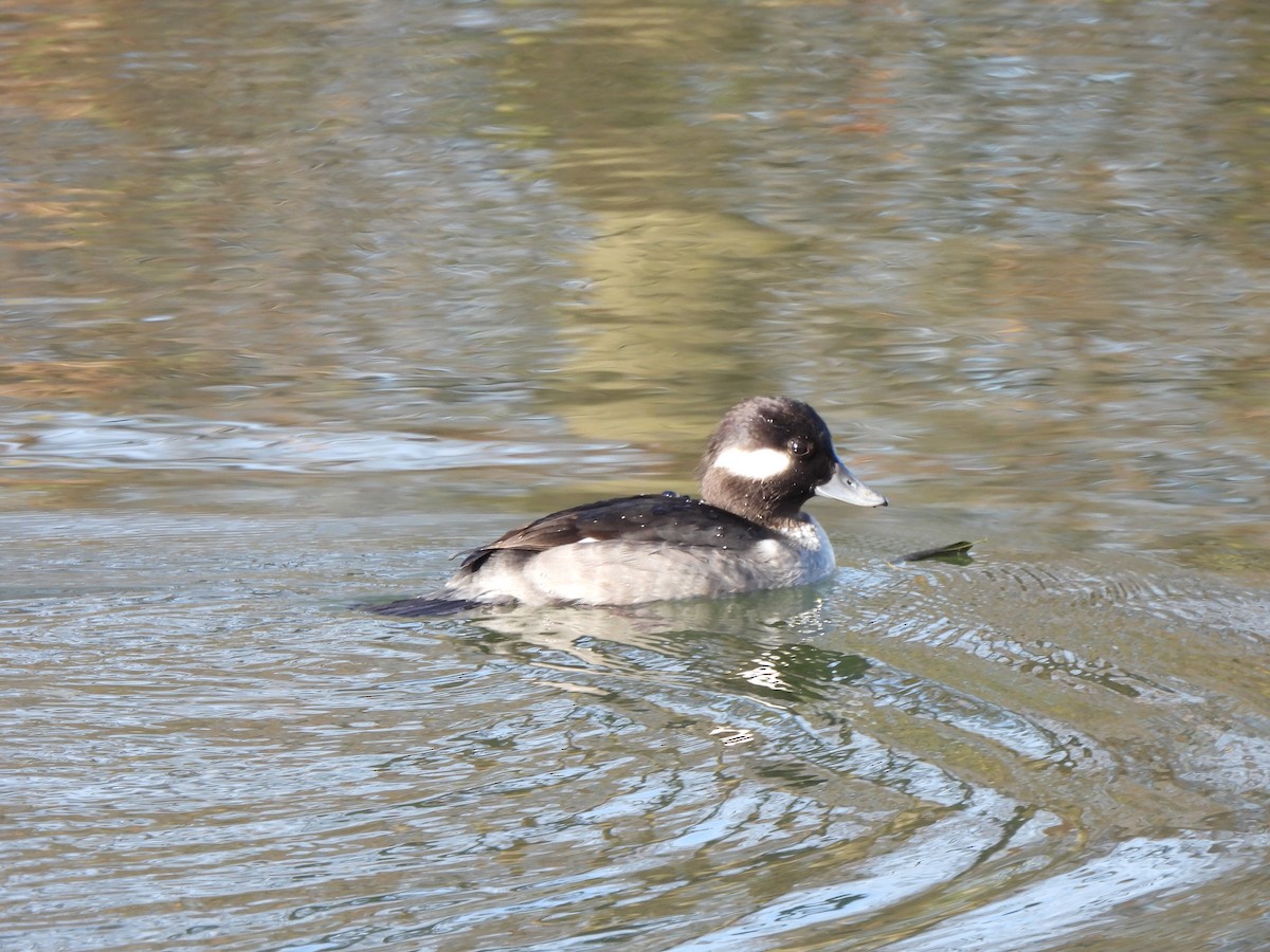 Bufflehead - ML645682288