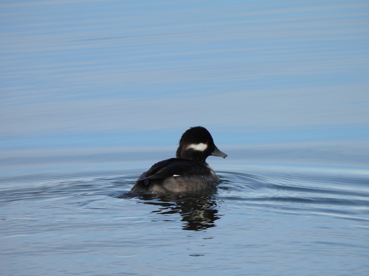 Bufflehead - ML645682289