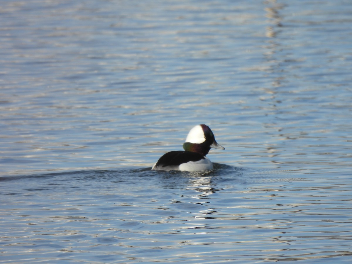 Bufflehead - ML645682290