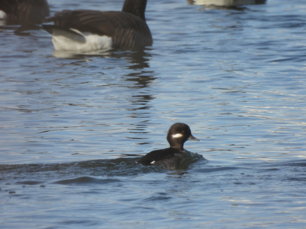 Bufflehead - ML645682291