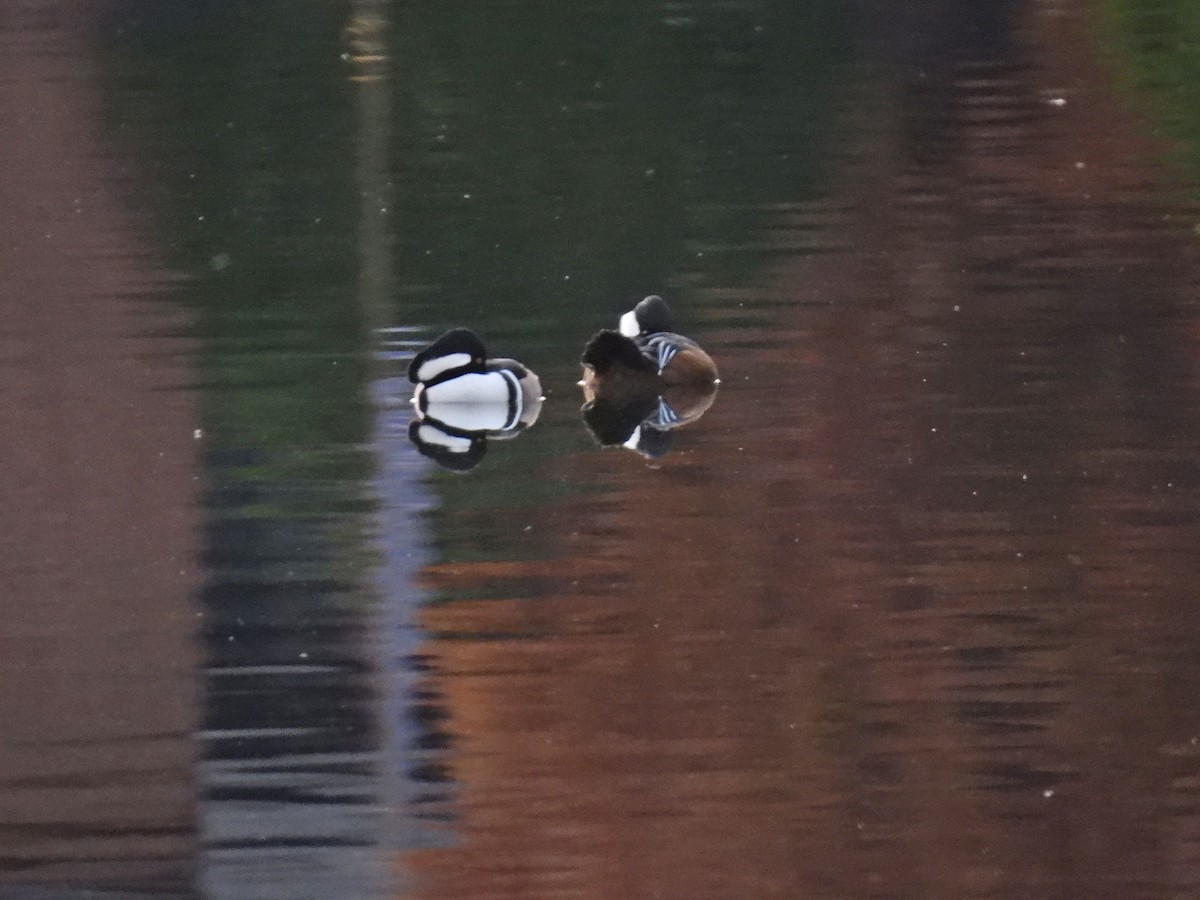 Hooded Merganser - ML645682292