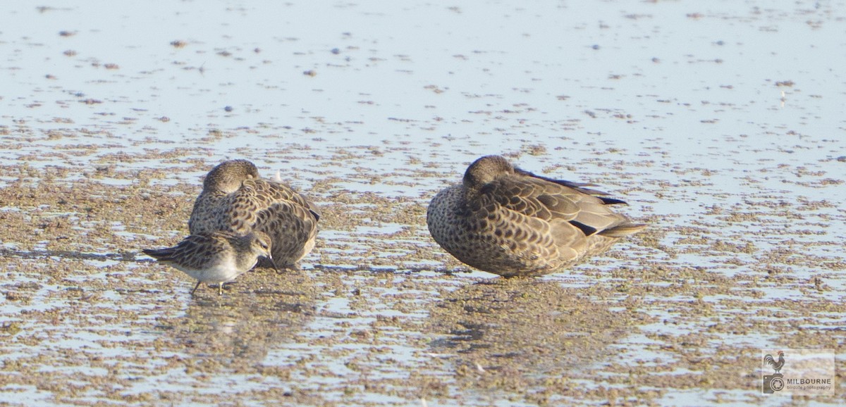 Sharp-tailed Sandpiper - ML645682293