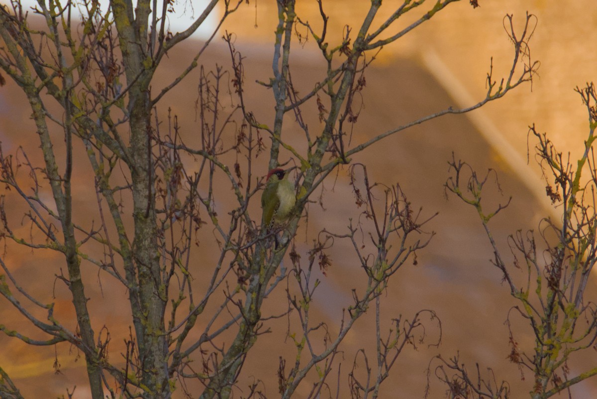 Eurasian Green Woodpecker - ML645682294