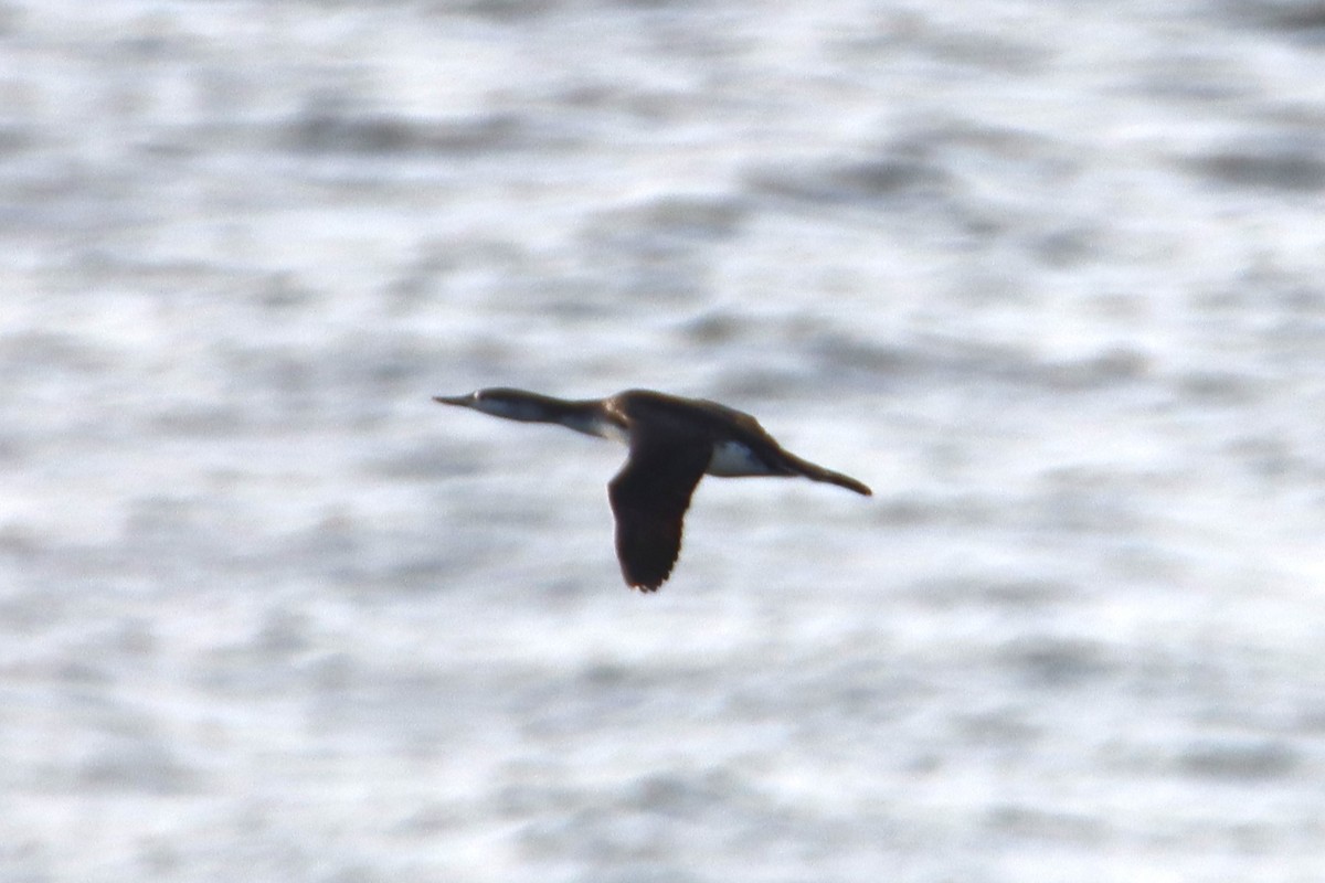 Red-throated Loon - ML645682295