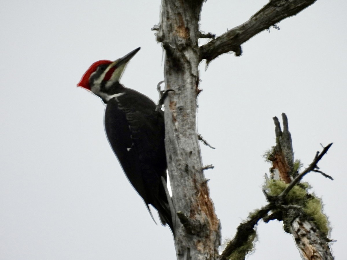 Pileated Woodpecker - ML645682297
