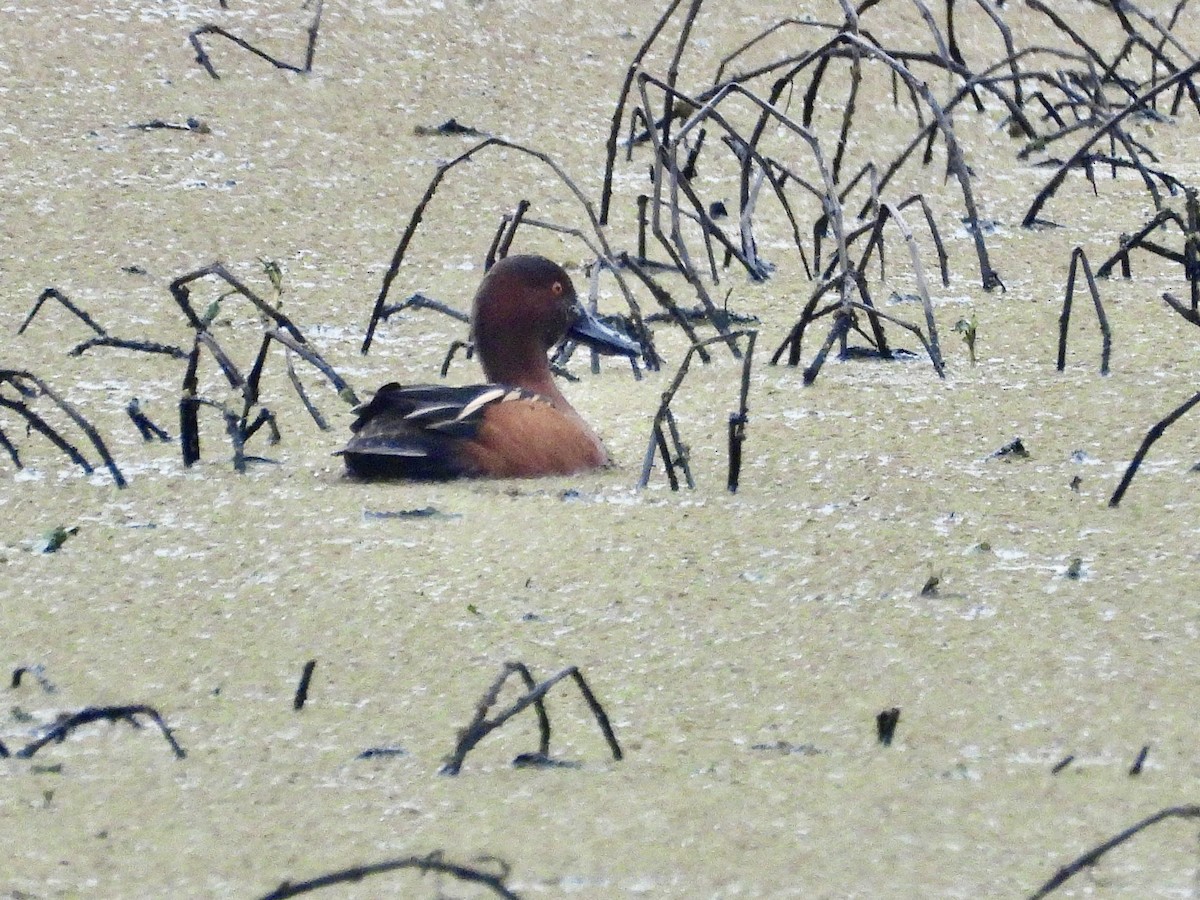 Cinnamon Teal - ML645682298