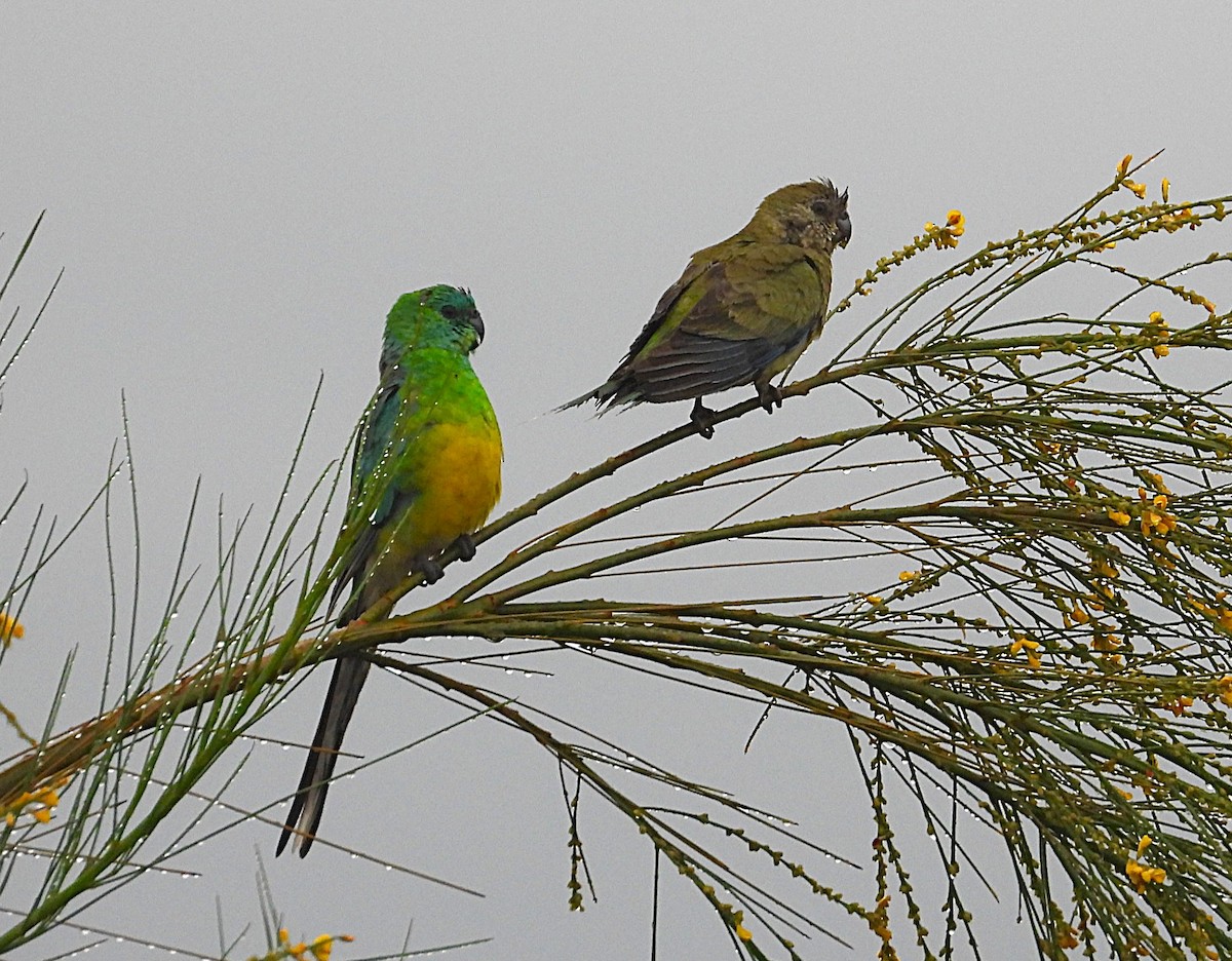 Red-rumped Parrot - ML645682299