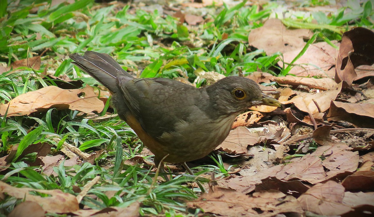 Rufous-bellied Thrush - ML645682304