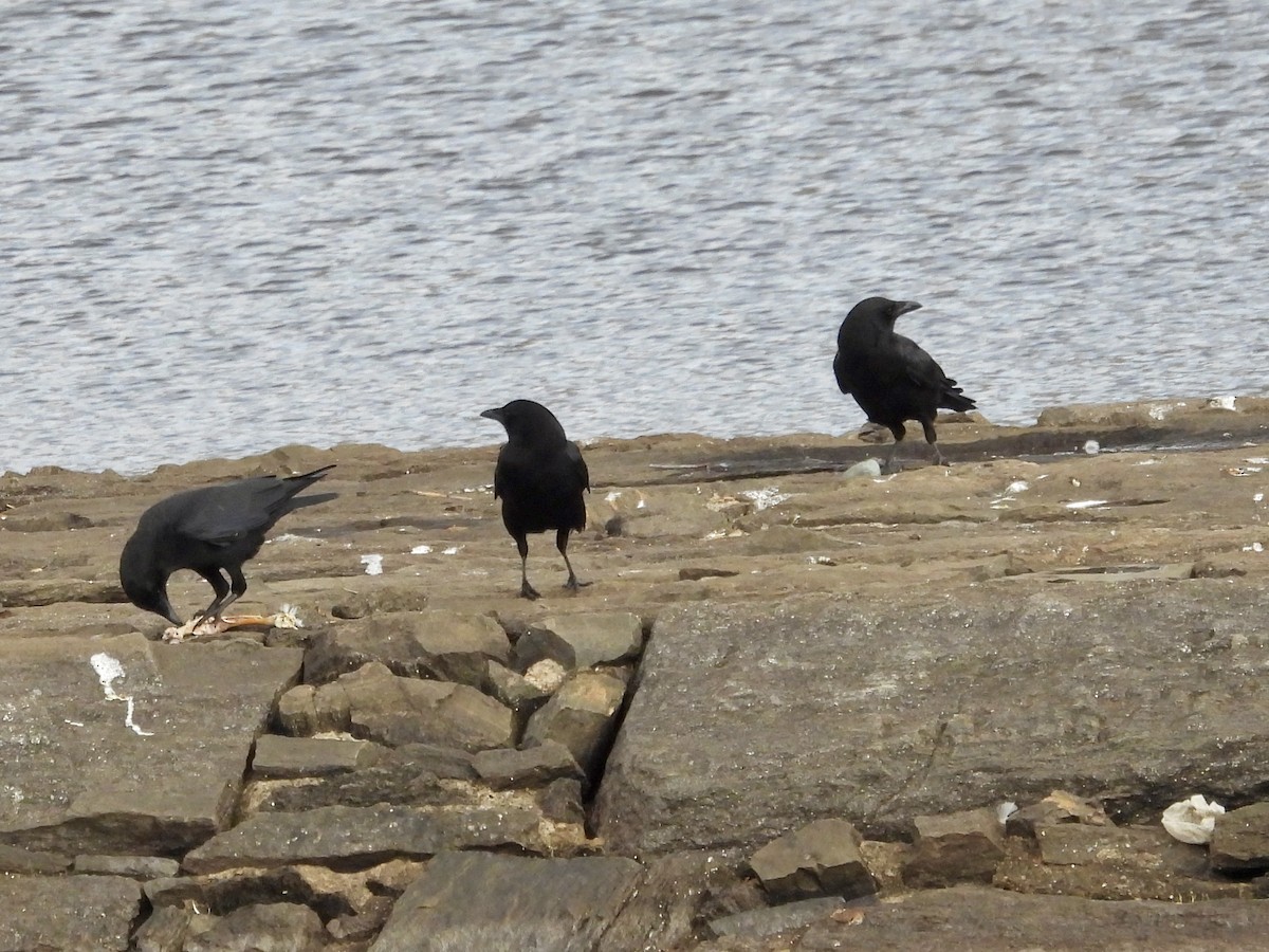 American Crow - ML645682305