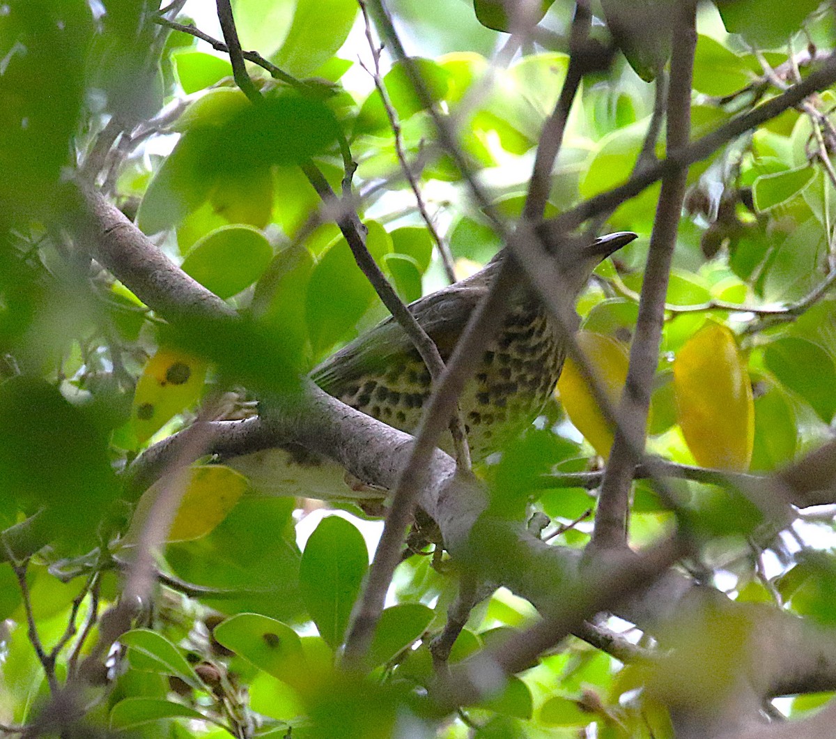 Japanese Thrush - ML645682311