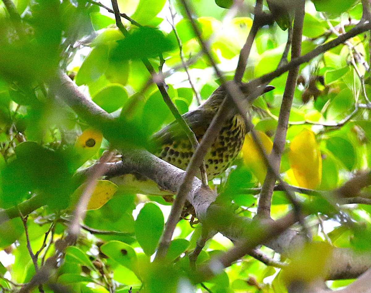 Japanese Thrush - ML645682312