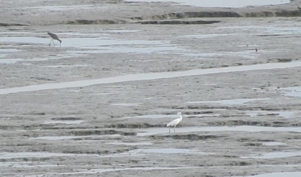 カラシラサギ - ML645682315