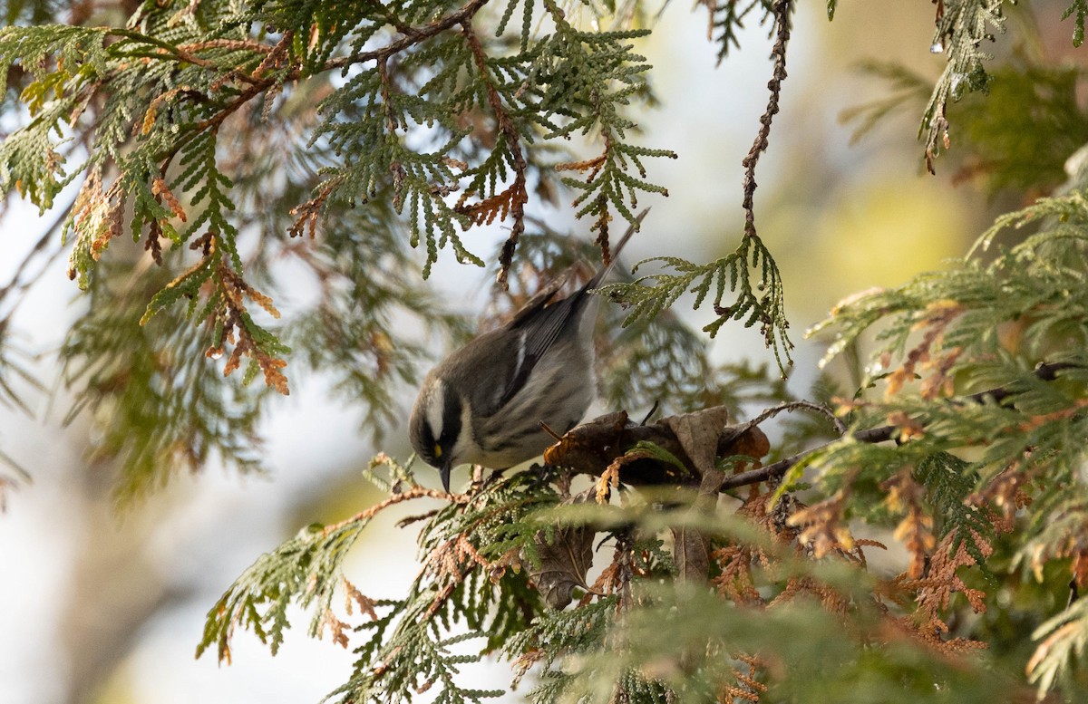 gråparula - ML645682320