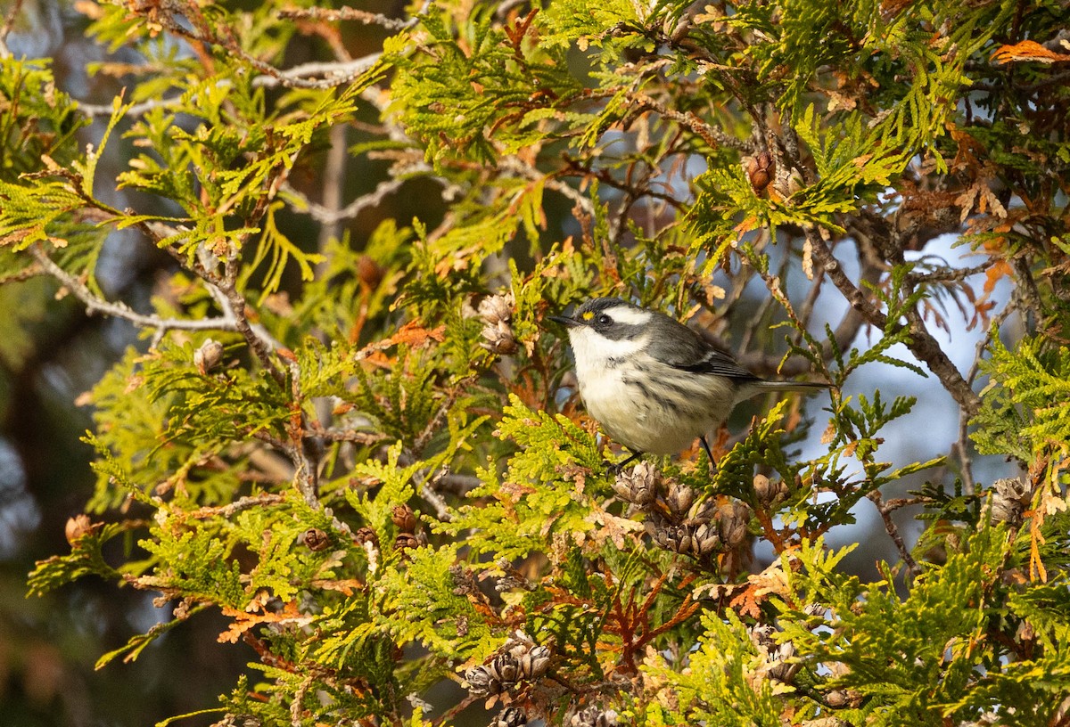 gråparula - ML645682321