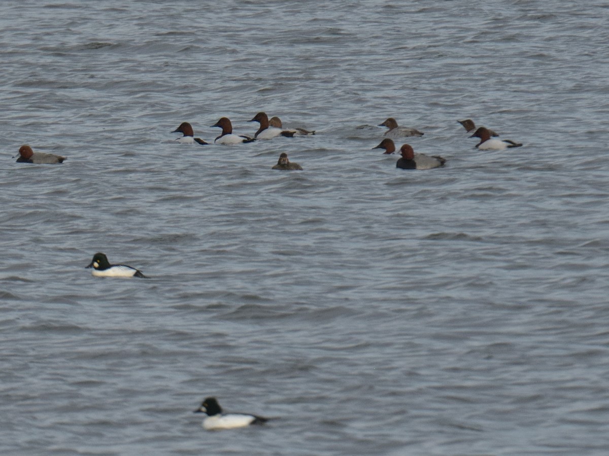 Canvasback - ML645682333