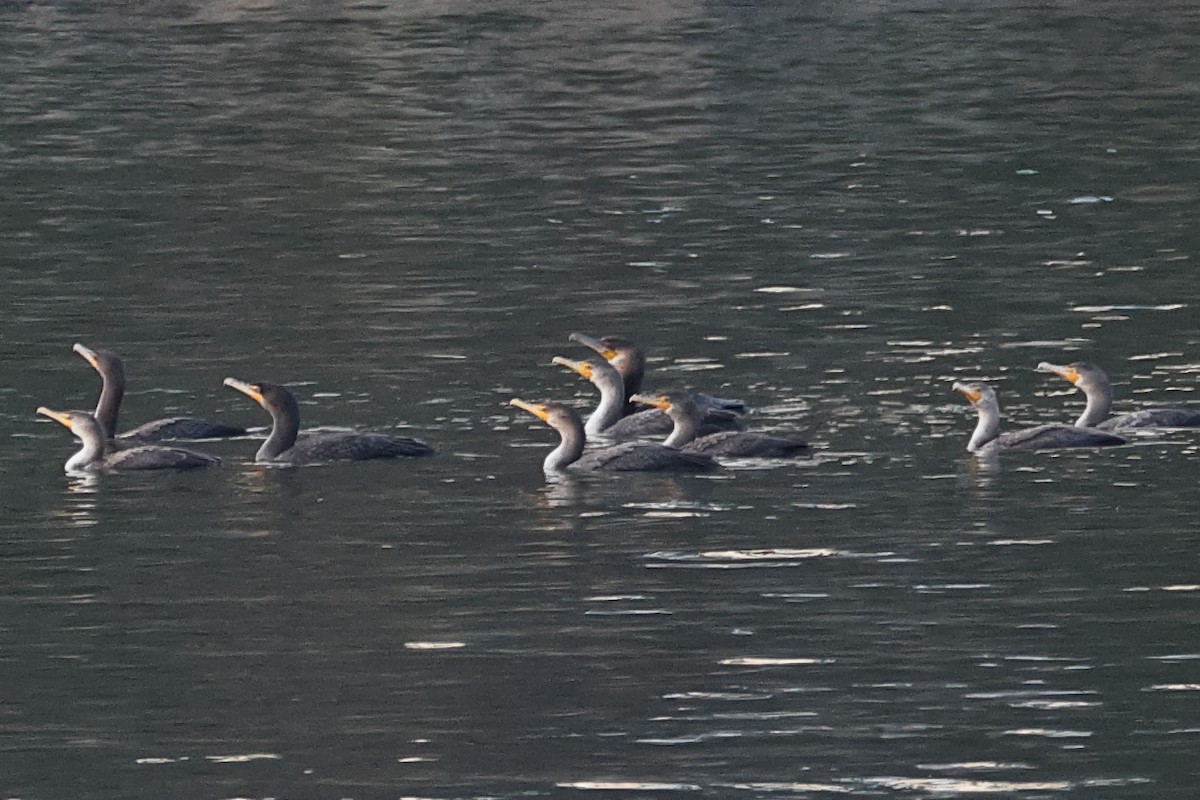 Great Cormorant - ML645682336