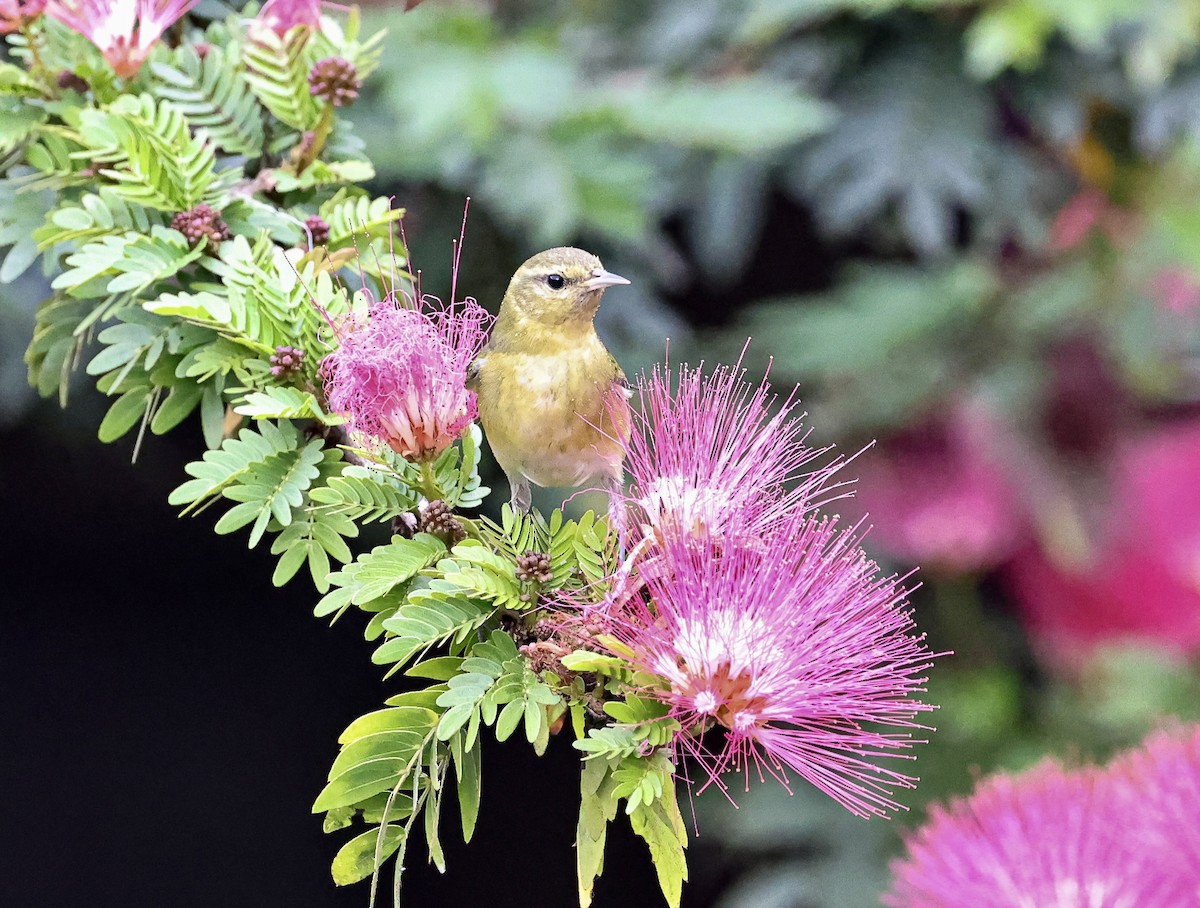 Червоїд світлобровий - ML645682343