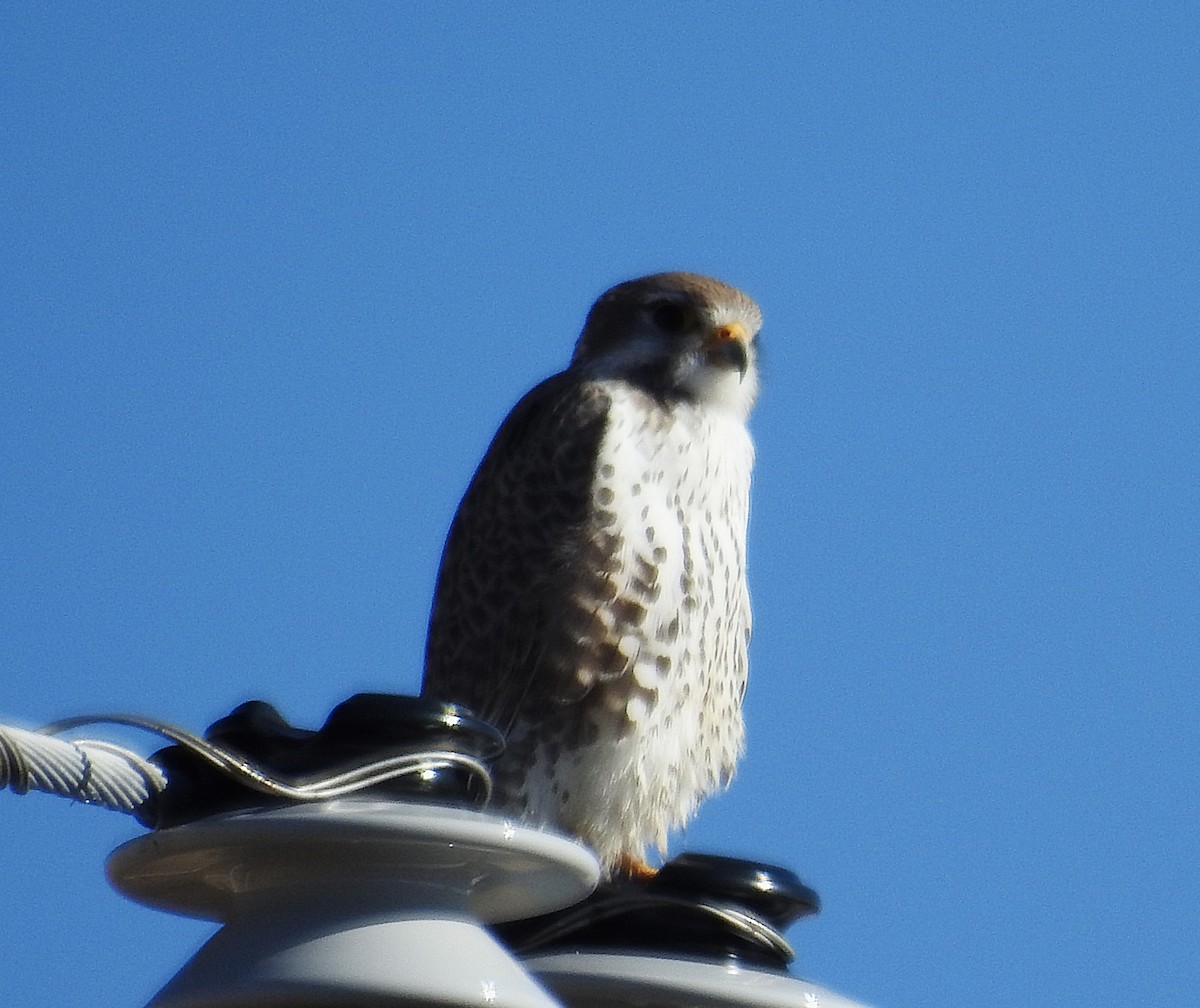 Prairie Falcon - ML645682354