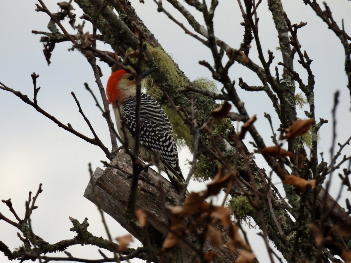 Red-bellied Woodpecker - ML645682384