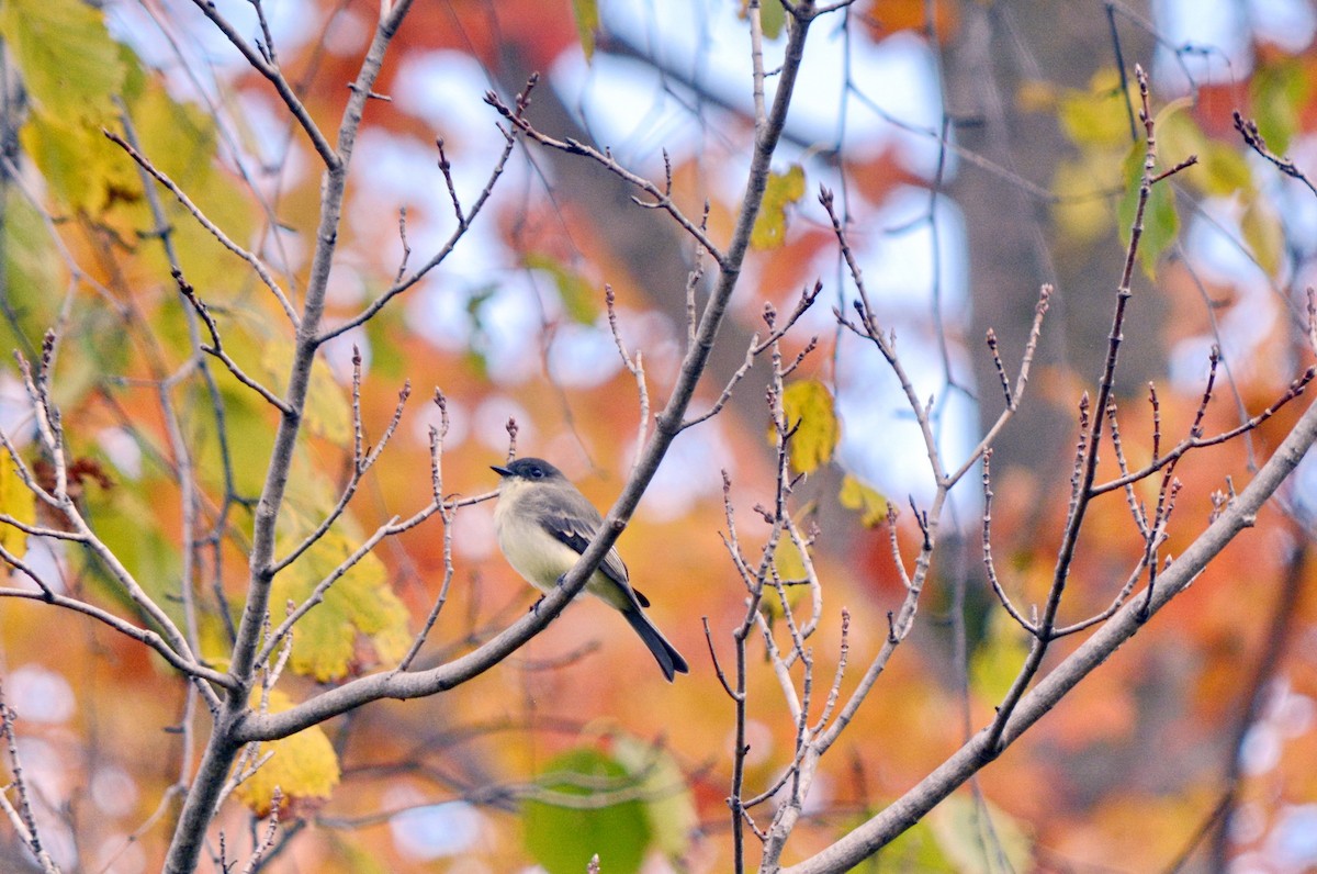 Eastern Phoebe - ML645682398