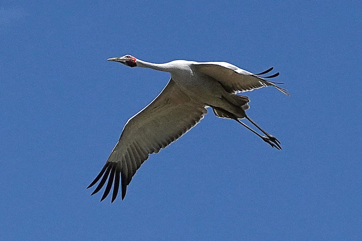 Brolga - ML645682400