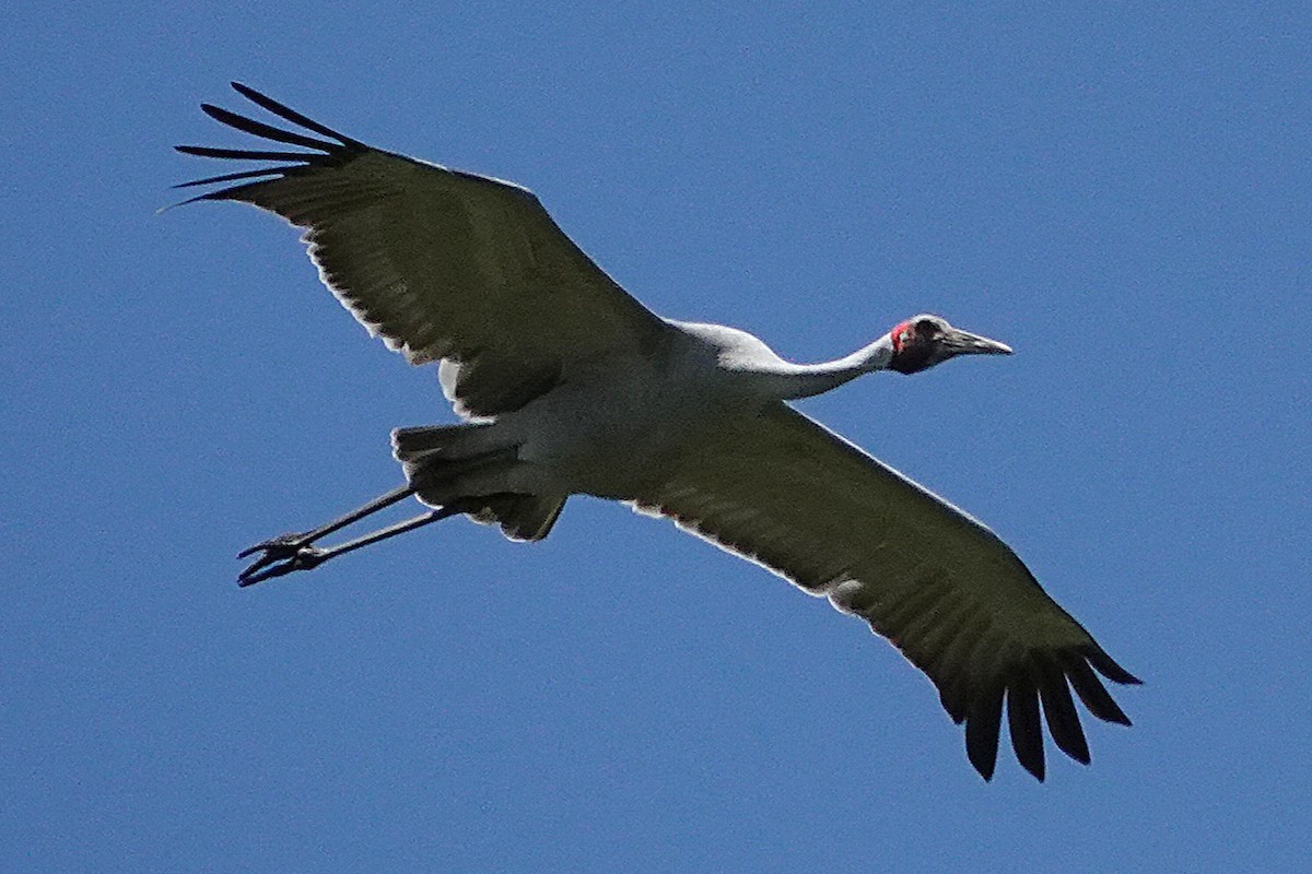 Brolga - ML645682401