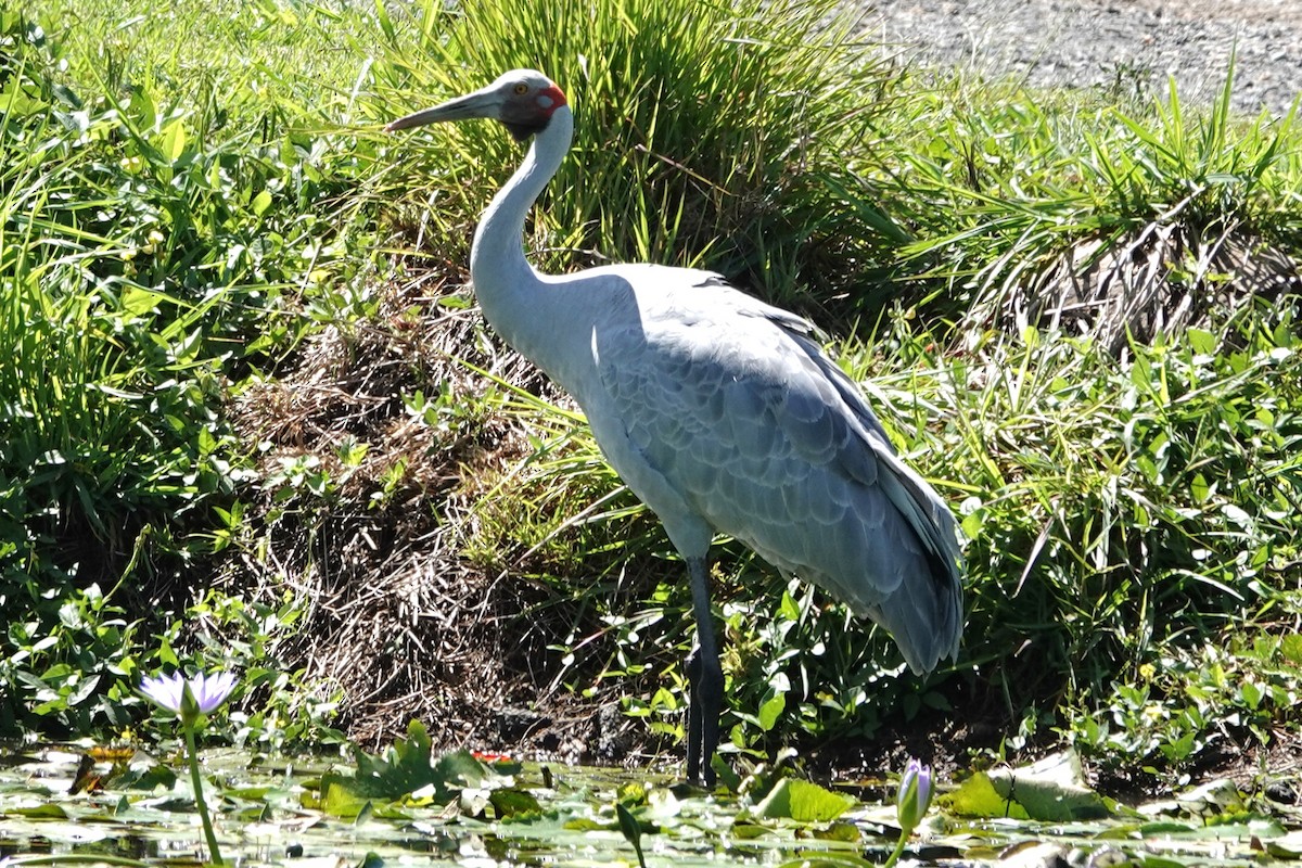 Brolga - ML645682402