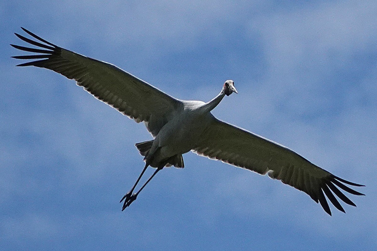 Brolga - ML645682404