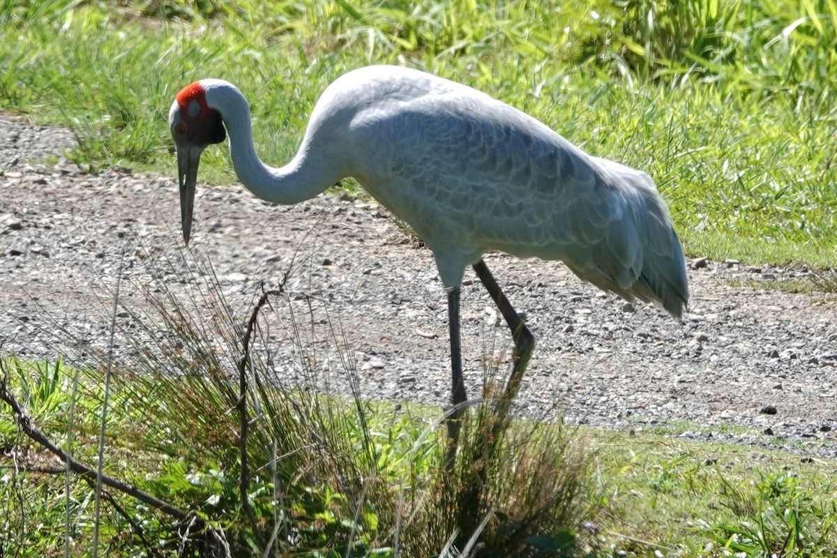 Brolga - ML645682405