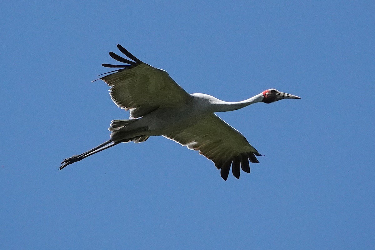 Brolga - ML645682406