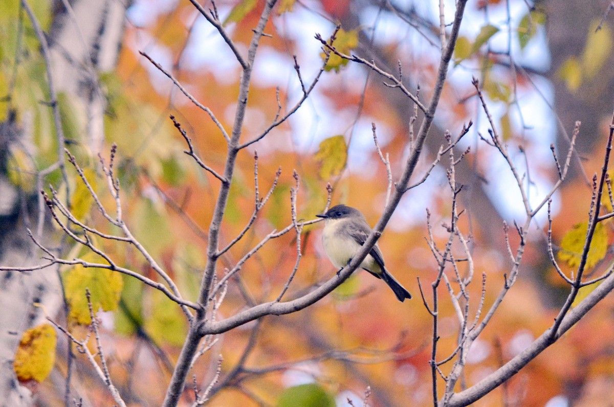 Eastern Phoebe - ML645682407
