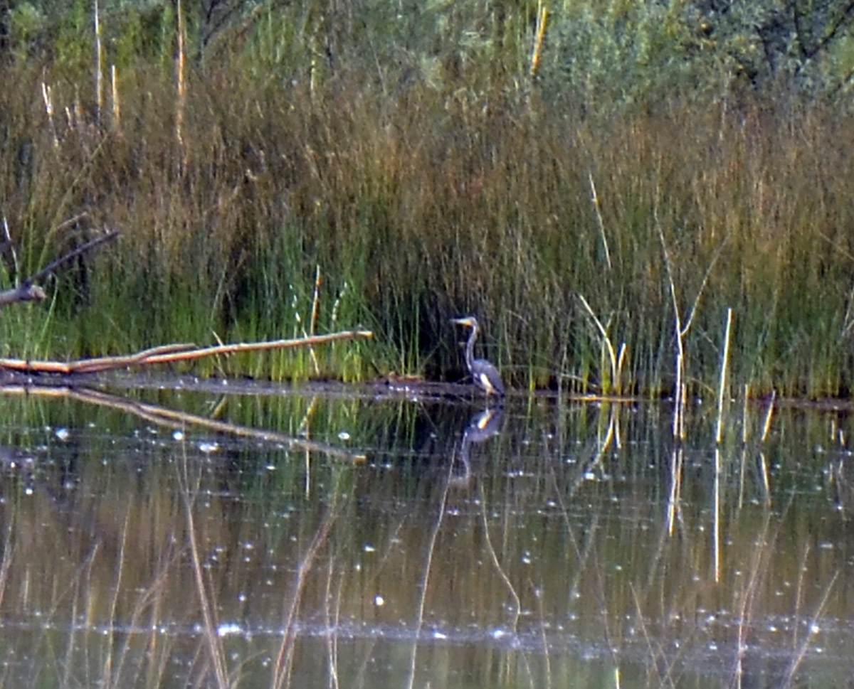 Tricolored Heron - ML64568241