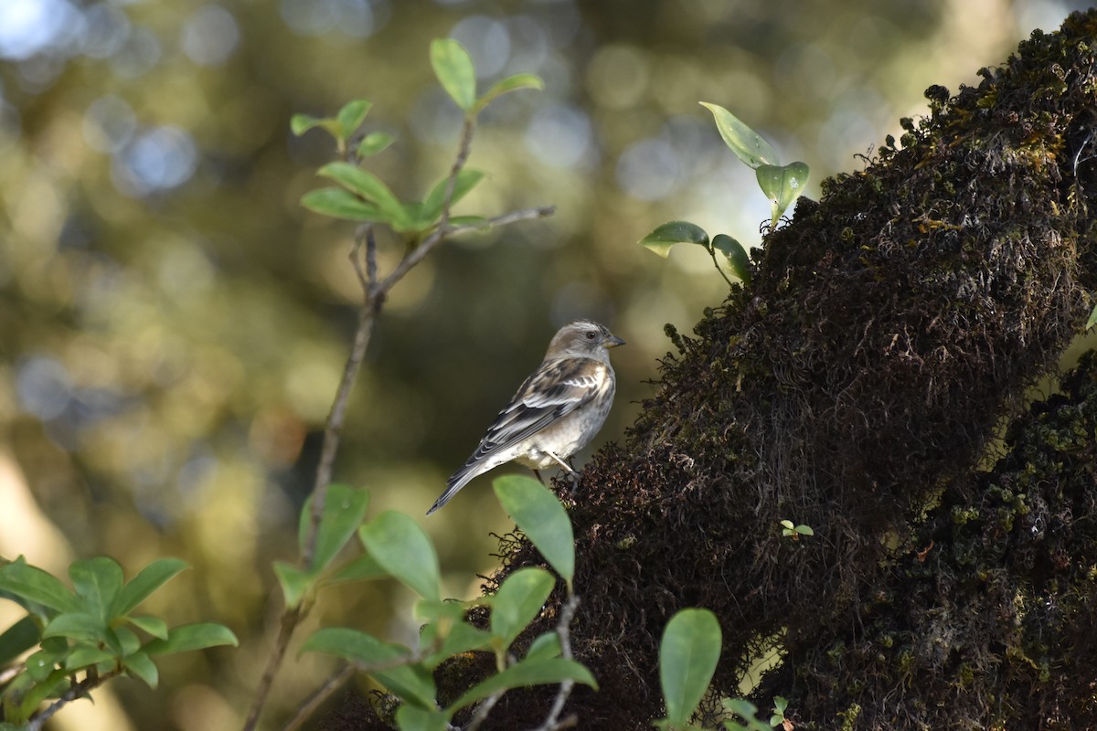 Plain Mountain Finch - ML645682426