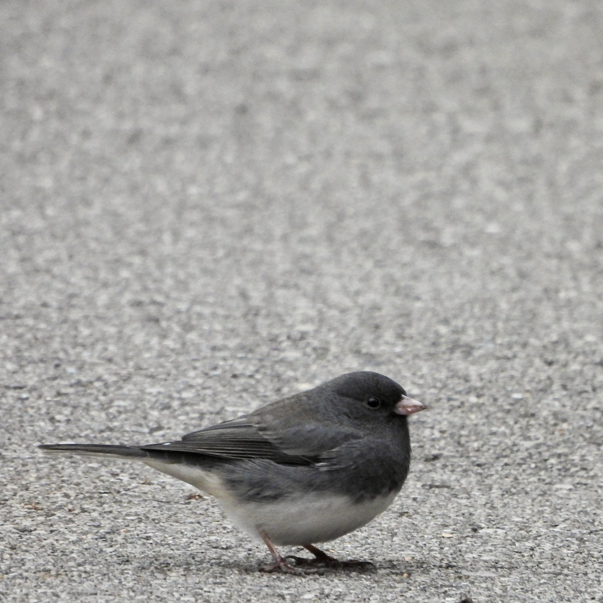 ユキヒメドリ - ML645682439