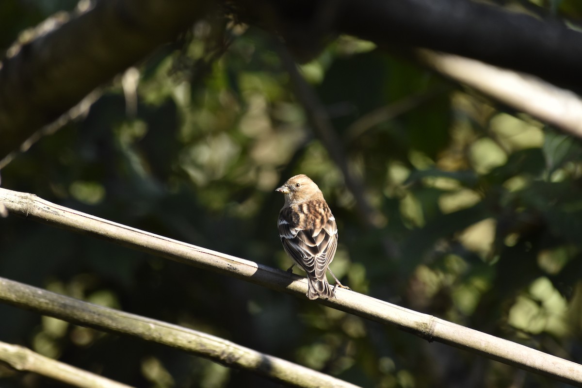 Plain Mountain Finch - ML645682445