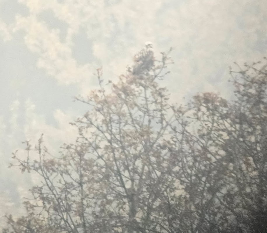 Rough-legged Hawk - ML645682452