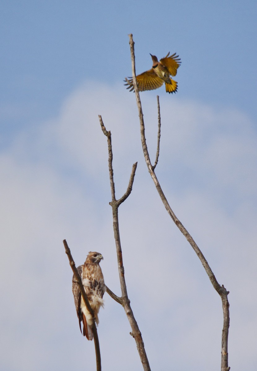 Altın Ağaçkakan (auratus/luteus) - ML645682463