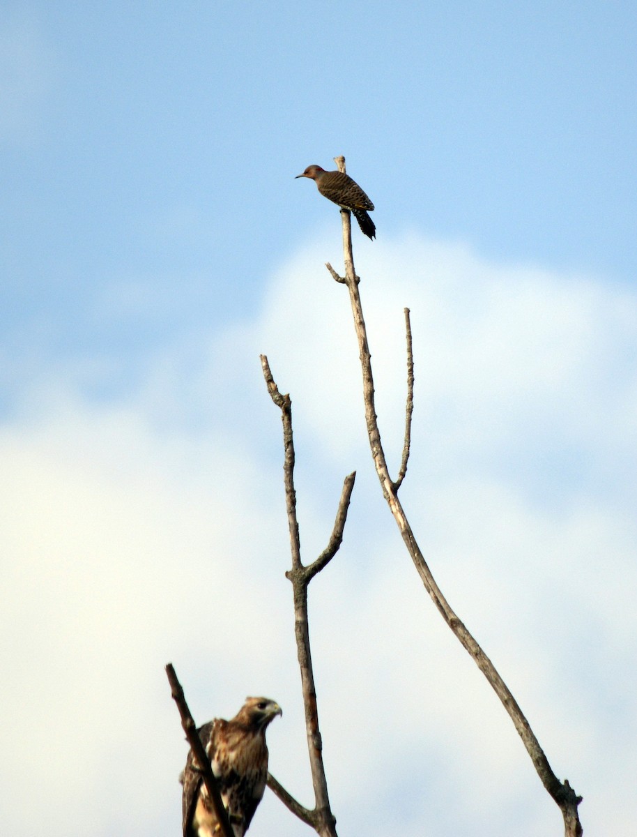 Altın Ağaçkakan (auratus/luteus) - ML645682466