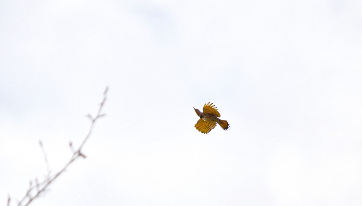 Altın Ağaçkakan (auratus/luteus) - ML645682467