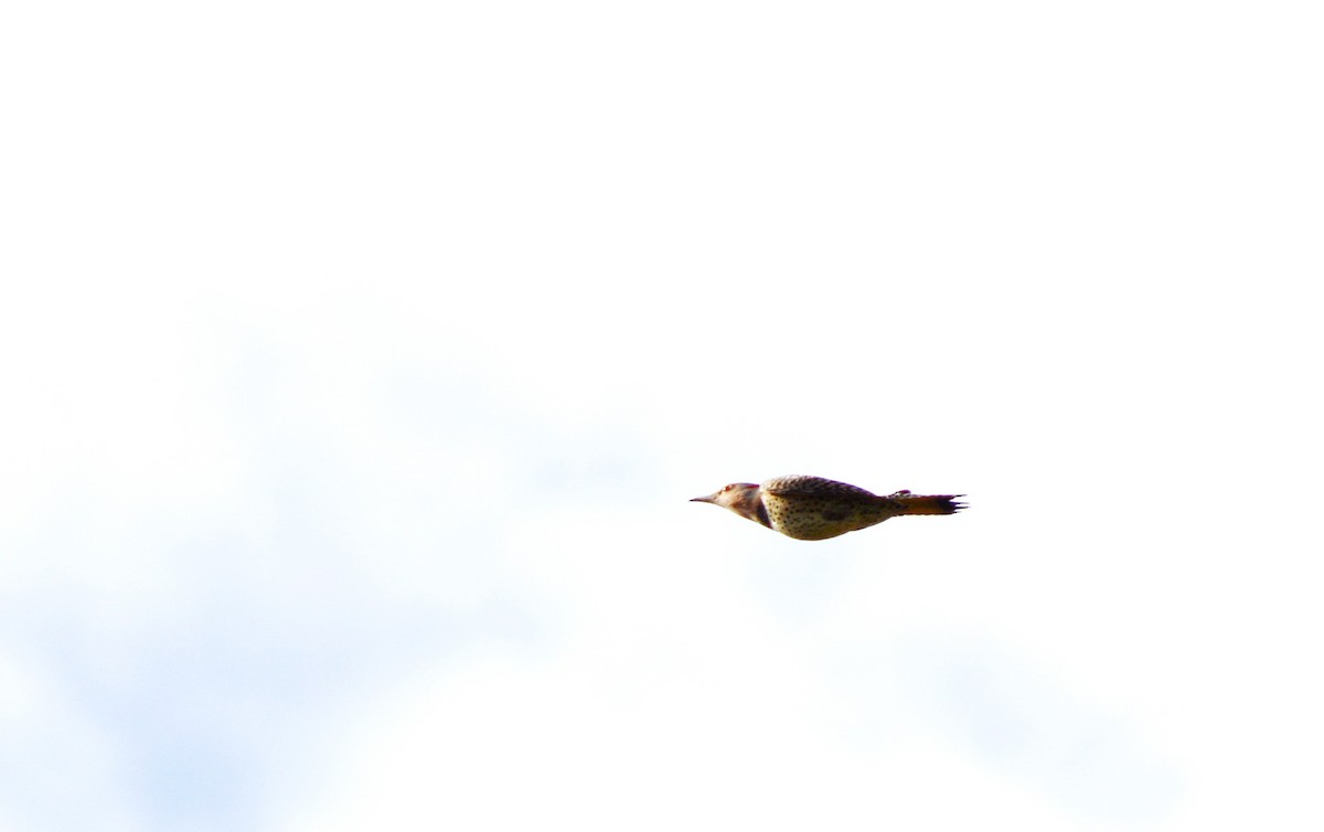 Altın Ağaçkakan (auratus/luteus) - ML645682481