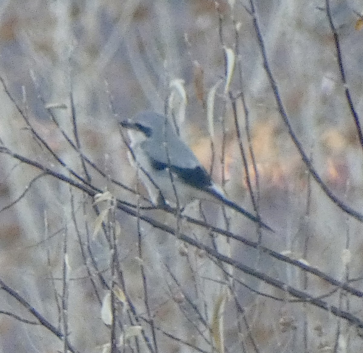 ťuhýk severní - ML645682483