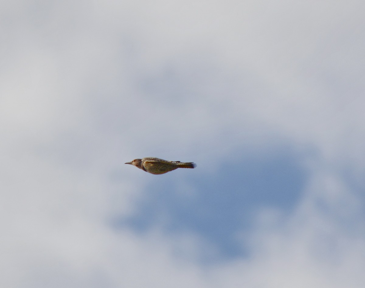 Altın Ağaçkakan (auratus/luteus) - ML645682485