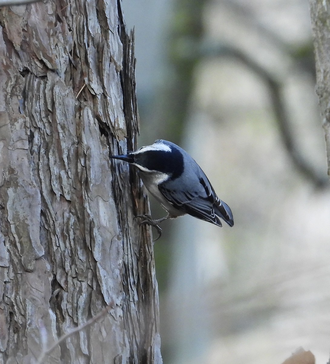 White-breasted Nuthatch - ML645682493